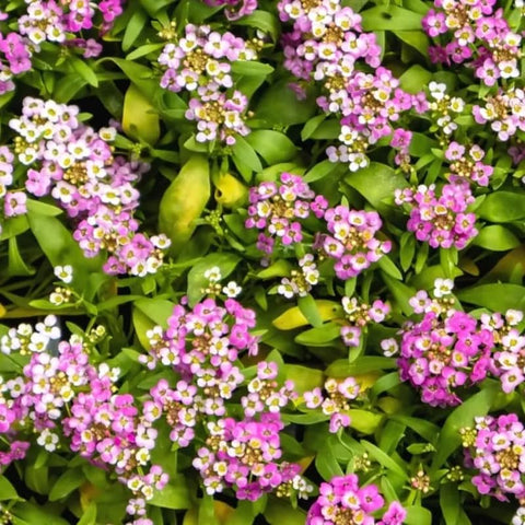 SPROUTARAQ pink alyssum in a container creates a cheerful patio display.