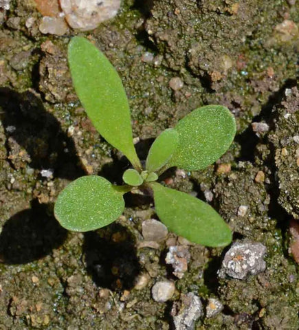 SPROUTARAQ Rosie O'Day alyssum carpet for pathways and slopes.