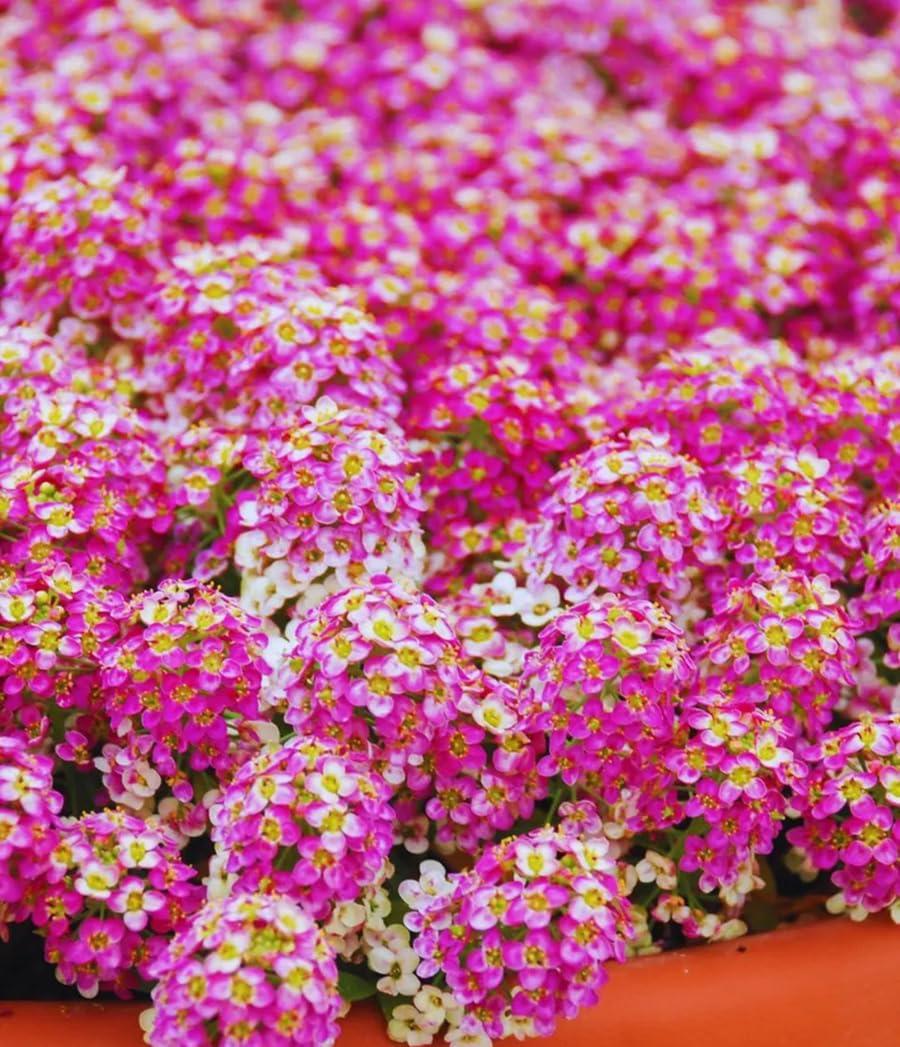 SPROUTARAQ Rosie O'Day pink alyssum bloom closeup for border definition.