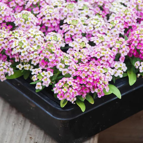 SPROUTARAQ Rosie O'Day pink alyssum groundcover along a garden border.