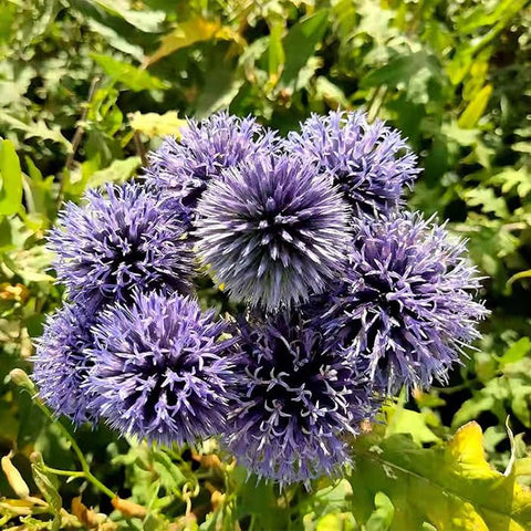 Sproutaraq silvery-green foliage frames blue globe thistle blooms beautifully.