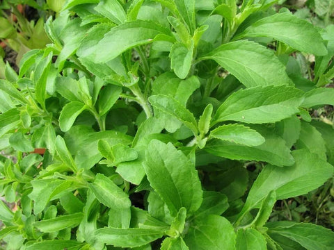 SPROUTARAQ Stevia garden setup for easy outdoor planting and harvest.