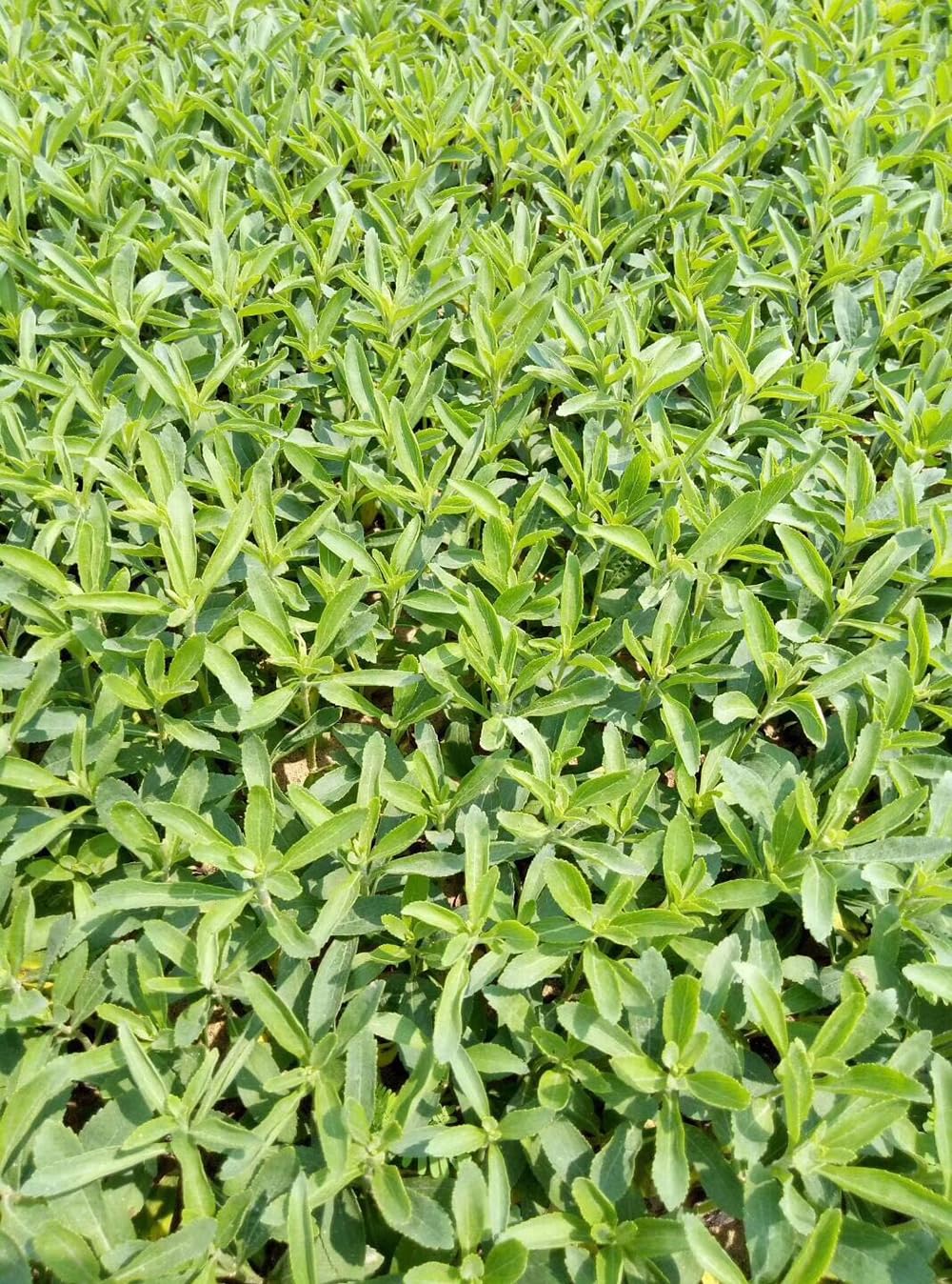 SPROUTARAQ Stevia harvest bunch ready for drying and sweetener use.