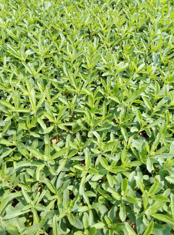 SPROUTARAQ Stevia harvest bunch ready for drying and sweetener use.