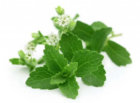 SPROUTARAQ Stevia leaf close-up highlighting fragrant leaves and sweetness potential.