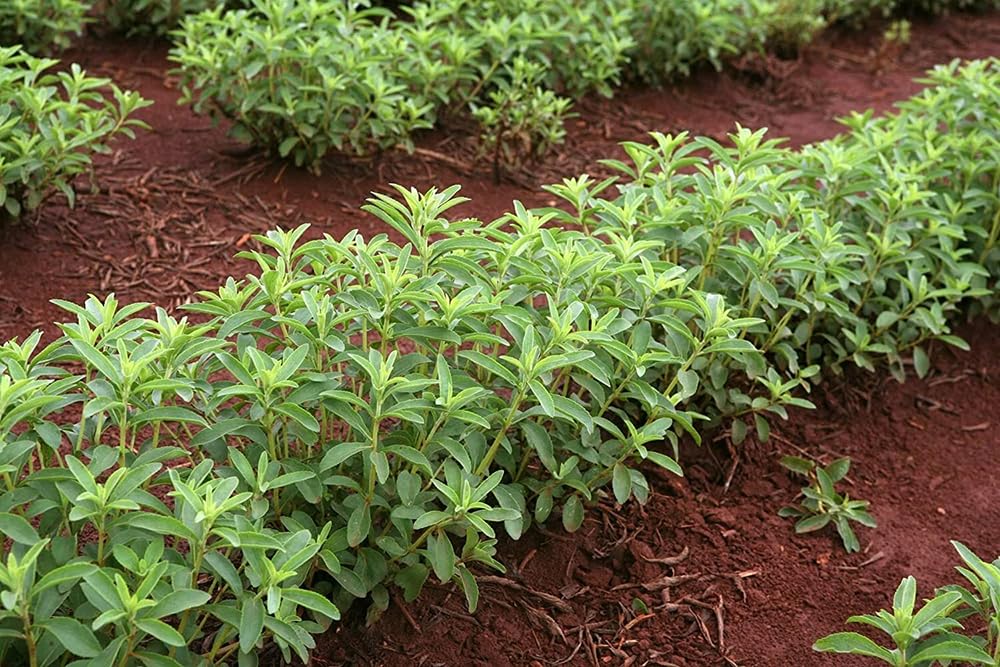 SPROUTARAQ Stevia in pots for balcony or indoor container gardening.