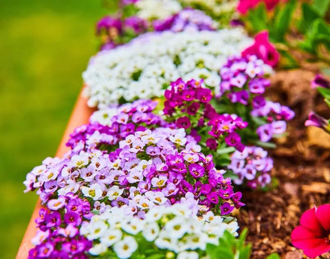 SPROUTARAQ Sun-loving Alyssum photo—bright mass blooms in full sun.