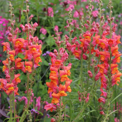 SPROUTARAQ sunlit orange snapdragon blooms brighten garden borders with tall, eye-catching spikes.