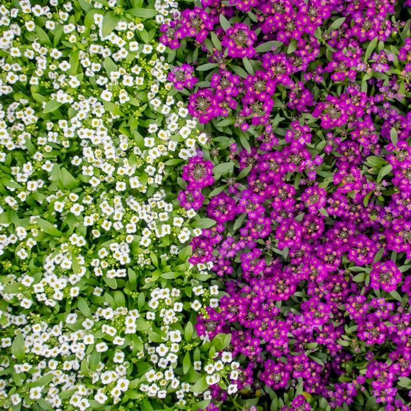 SPROUTARAQ Sweet Alyssum bloom close-up—fragrant, low-growing ground cover for borders.