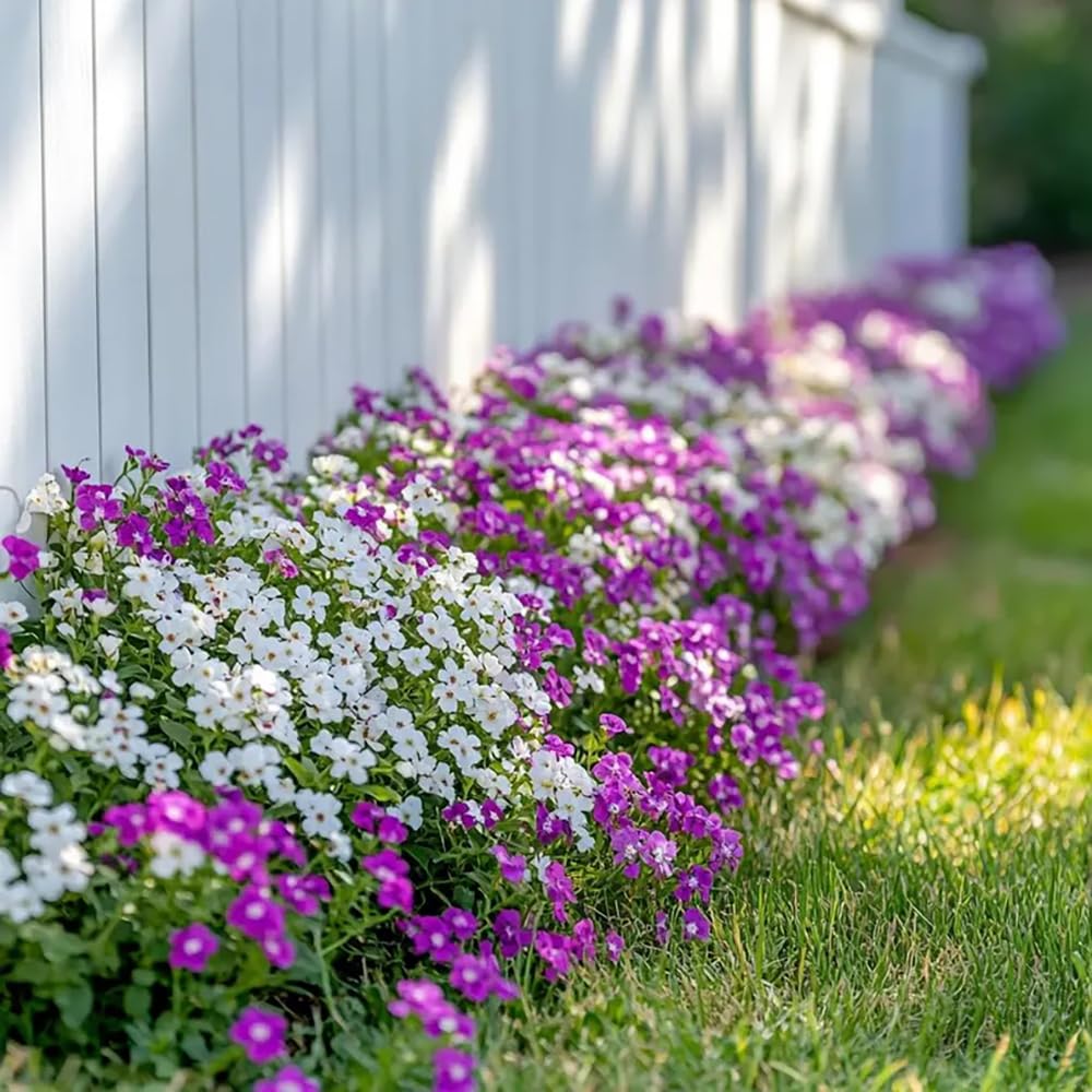 SPROUTARAQ Sweet Alyssum mix seeds groundcover image—dense border and between-pavers ground cover.