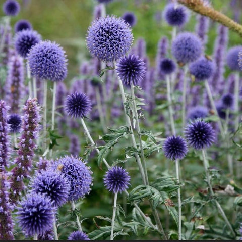 Sproutaraq tall blue globe thistle stems rise above the garden bed.