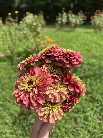 SPROUTARAQ Queen Lime Red Zinnia closeup shows bold petals and cheerful garden color