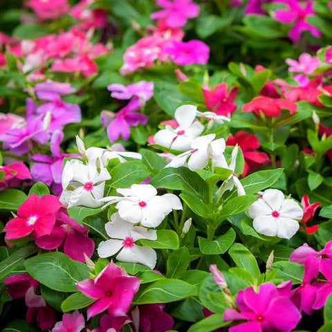 SPROUTARAQ vinca-border-planting for bright summer edges.