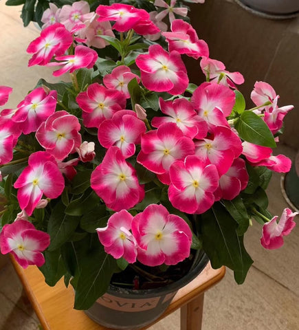 SPROUTARAQ vinca-ground-cover bed highlighting dense, colorful coverage.