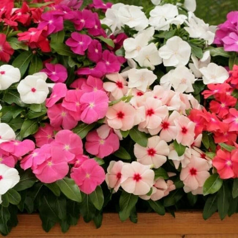 SPROUTARAQ vinca-potted-arrangement for balconies and patios.