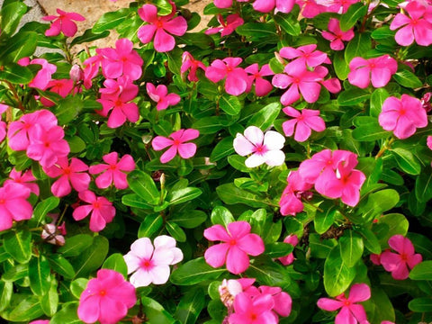 SPROUTARAQ vinca-flowing-patch in full sun with multicolor blooms.
