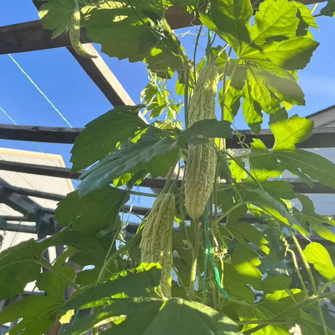 SPROUTARAQ white bitter gourd fruit at a young stage for tender flavor