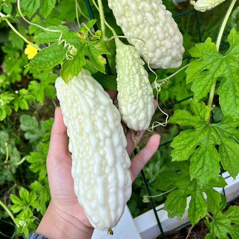 SPROUTARAQ white bitter gourd seeds packet for warm-season home gardening