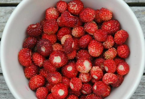 Compact SPROUTARAQ Woodland Strawberry garden bed with spreading runners.