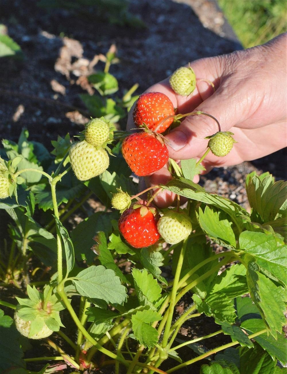 Harvest-ready SPROUTARAQ Woodland Strawberry berries ideal for fresh use and jams.
