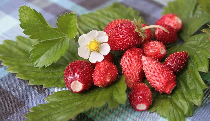 Ripe SPROUTARAQ Woodland Strawberry red fruits ready for picking in summer.