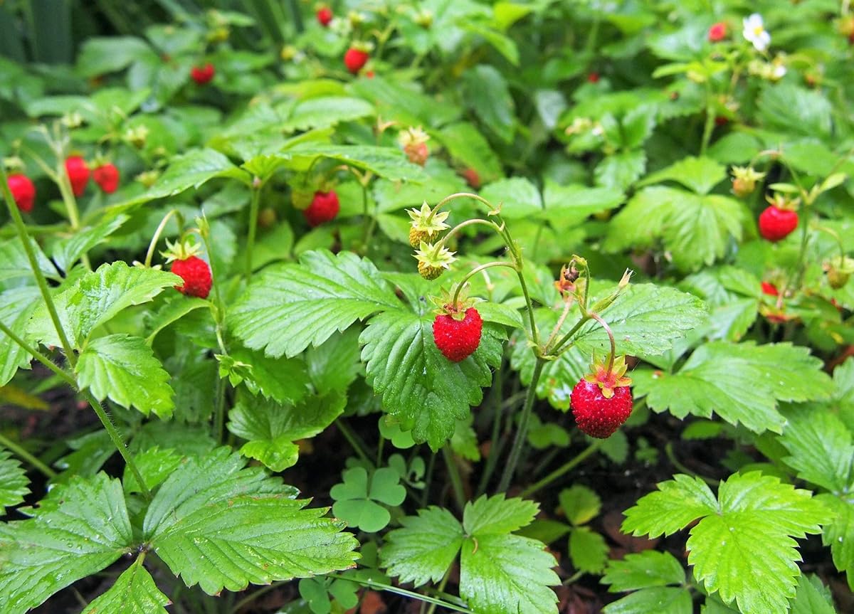 SPROUTARAQ Woodland Strawberry seedling in early planting stage for garden beds.