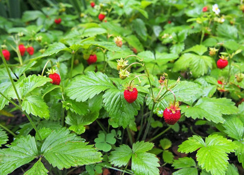 SPROUTARAQ Woodland Strawberry seedling in early planting stage for garden beds.