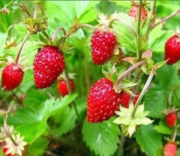 SPROUTARAQ Woodland Strawberry seeds packet ready for outdoor planting and harvest prep.