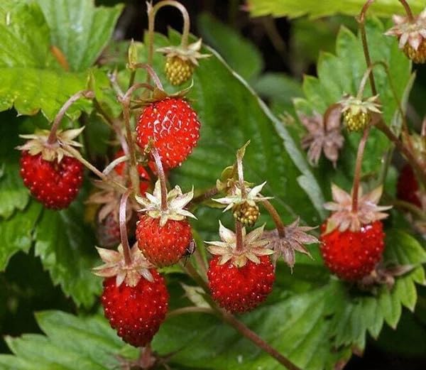 Detail of SPROUTARAQ Woodland Strawberry trifoliate leaves and texture.