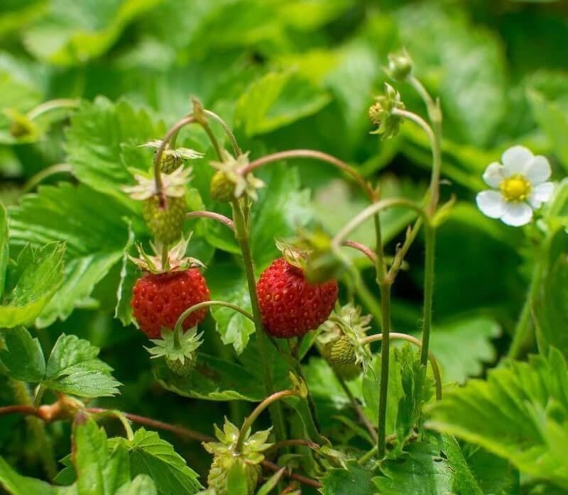 Close-up of SPROUTARAQ Woodland Strawberry white flowers on green foliage.