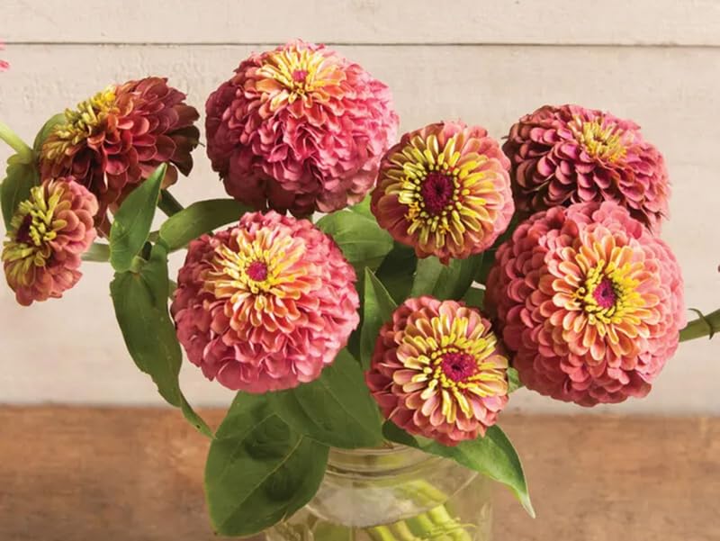 SPROUTARAQ zinnia garden display in beds and borders for vivid color