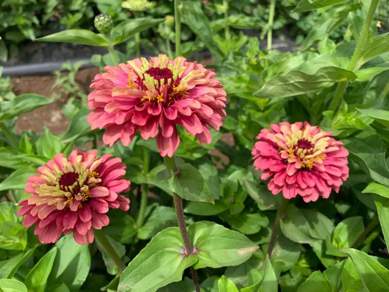 SPROUTARAQ zinnia pots balcony growing are ideal for small spaces