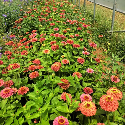 SPROUTARAQ zinnia seed germination steps guide for a quick start