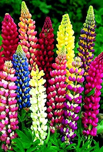 Sprouticus Maximus lupine seeds border-ready plants for colorful edging