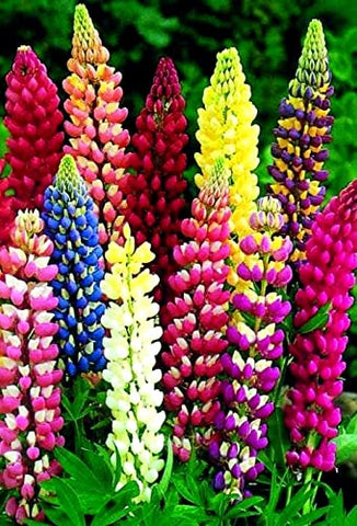 Sprouticus Maximus lupine seeds border-ready plants for colorful edging