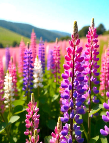 Sprouticus Maximus lupine seeds fall planting in zones 4-8 with natural stratification