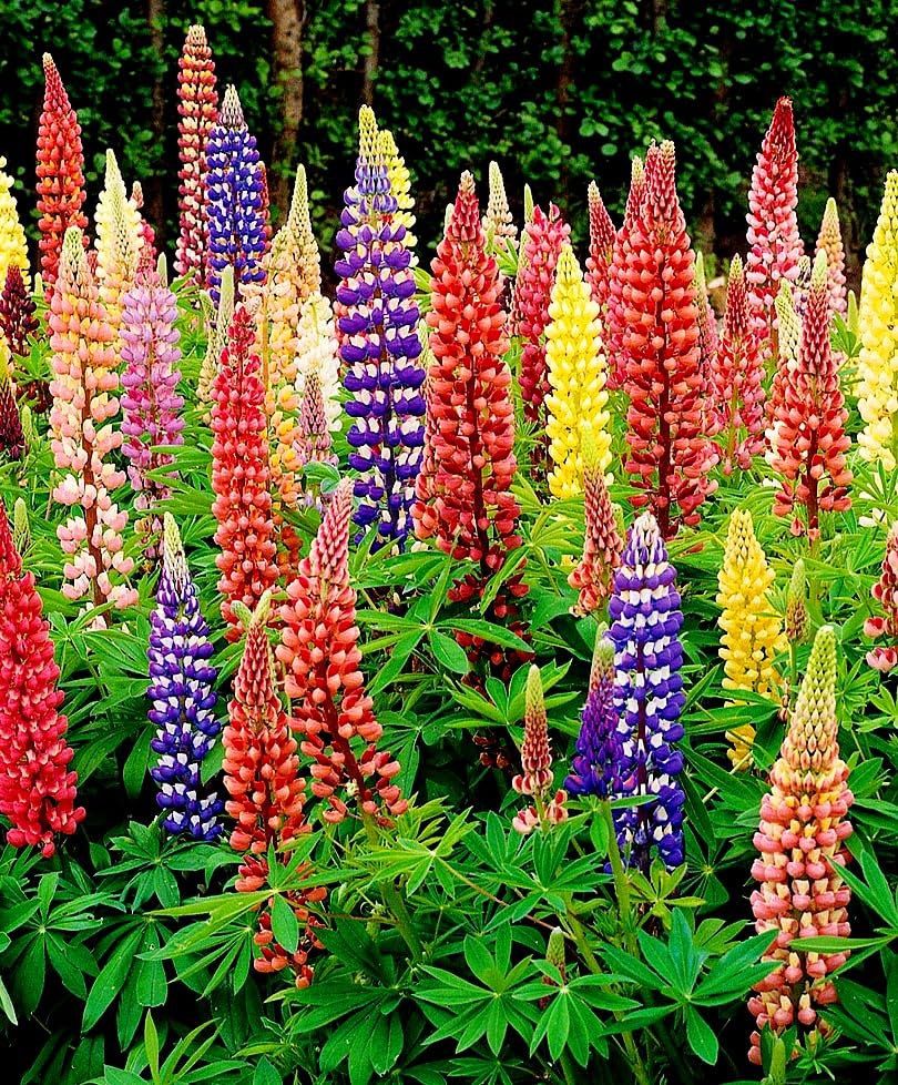 Sprouticus Maximus lupine seeds long bloom period from late spring to midsummer