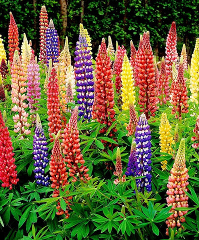 Sprouticus Maximus lupine seeds long bloom period from late spring to midsummer