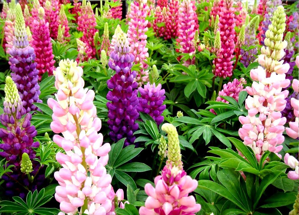 Sprouticus Maximus lupine seeds attract butterflies and bees in pollinator gardens