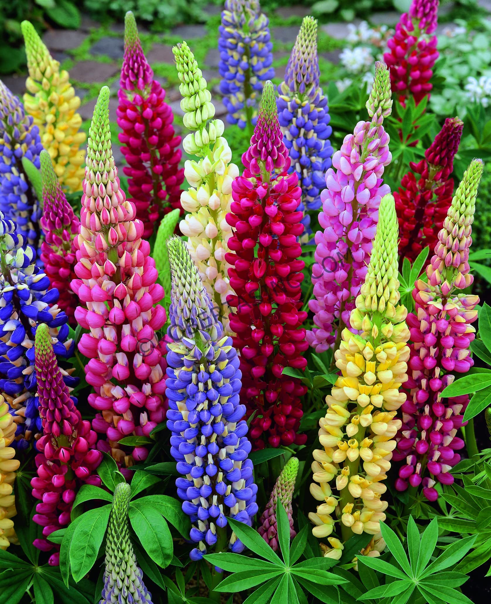 Sprouticus Maximus lupine seeds stratification tip to improve germination