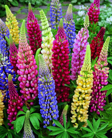 Sprouticus Maximus lupine seeds stratification tip to improve germination