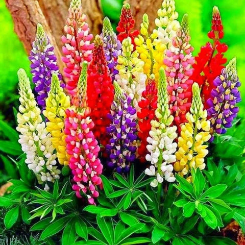 Sprouticus Maximus lupine seeds tall spikes reaching three feet for a dramatic focal point