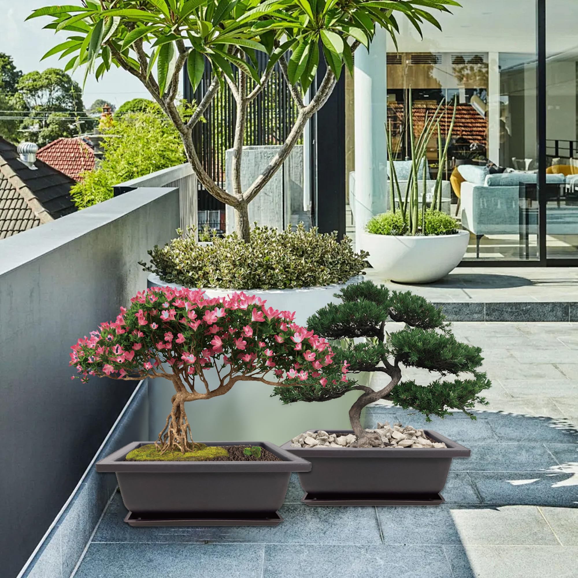 Sproutix gift-pack bonsai starter ideal for birthdays or housewarming.
