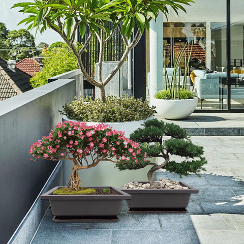Sproutix gift-pack bonsai starter ideal for birthdays or housewarming.