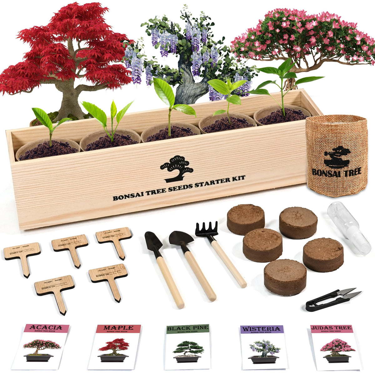 Sproutix indoor bonsai starter kit on a desk, ideal for beginner home gardening.