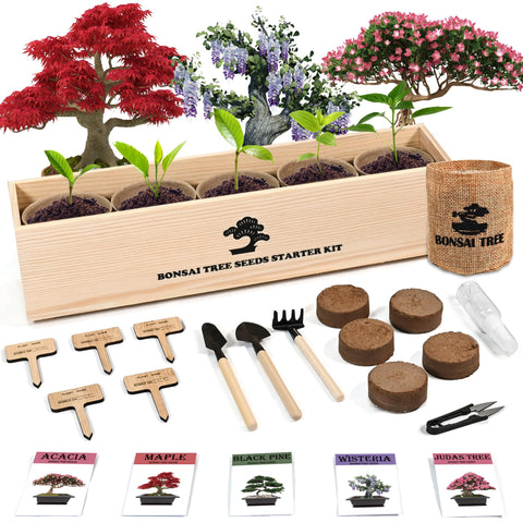 Sproutix indoor bonsai starter kit on a desk, ideal for beginner home gardening.