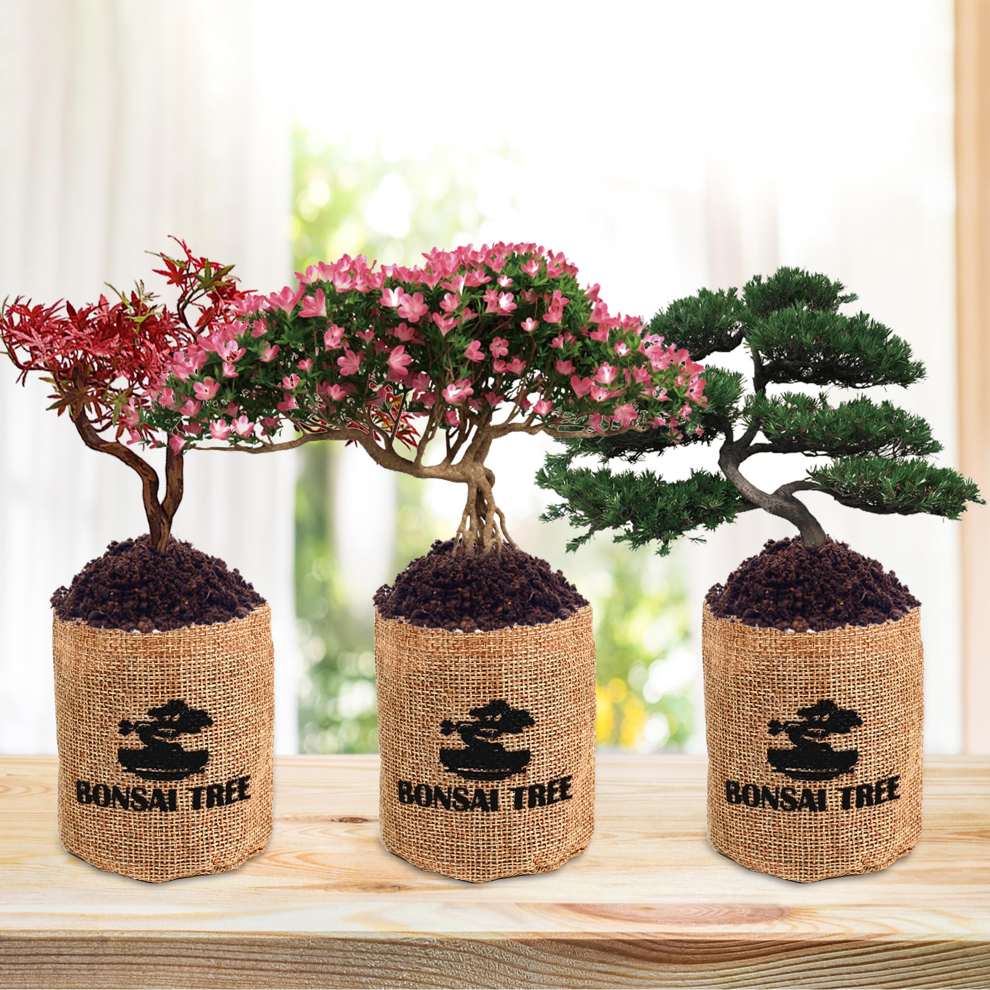 Sproutix writable plant markers label each bonsai seed variety.