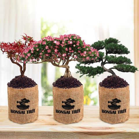 Sproutix writable plant markers label each bonsai seed variety.