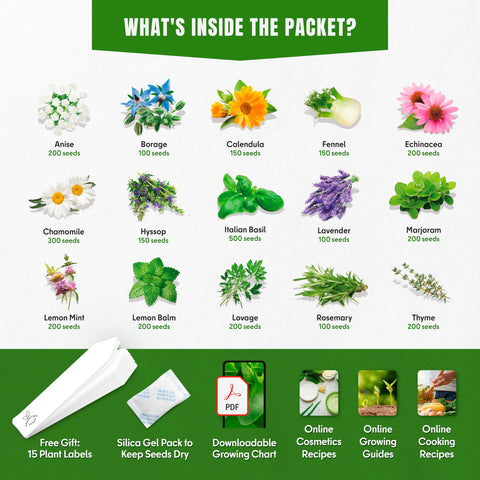 SPROUTME SEEDS Echinacea blooms for pollinator beds and natural remedies.