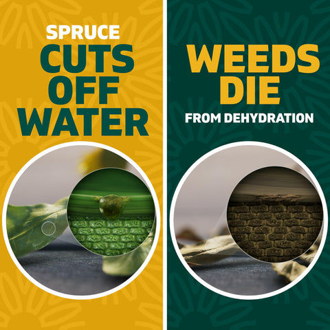 Spruce EZ-AIM fast-acting results with wilting in hours